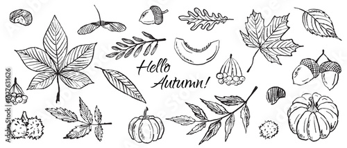 Hello autumn set of autumn leaves, pumpkin in black brush stroke texture isolated on white. Hand drawn vector sketch illustration in vintage charcoal ink. Rowan leaf, chestnut, Ginkgo biloba, maple