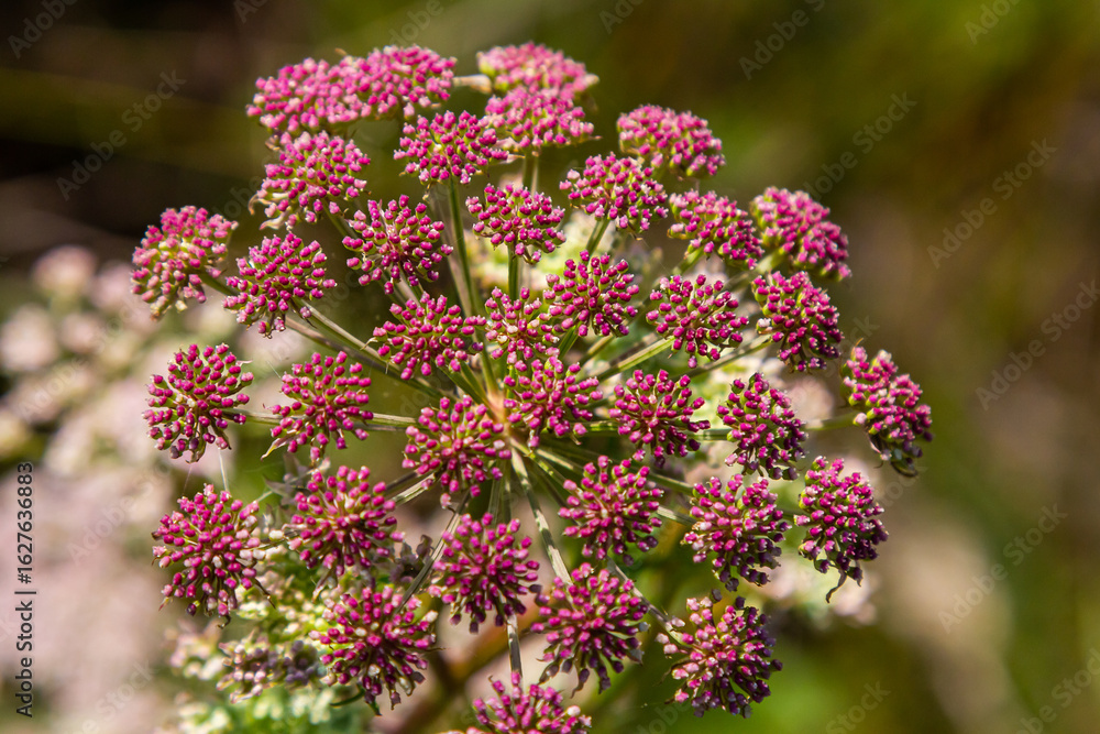 Obraz premium Pink flowers of greater burnet or Pimpinella major