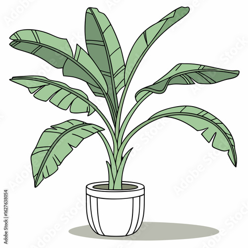 Green banana plant in a white pot isolated on white background