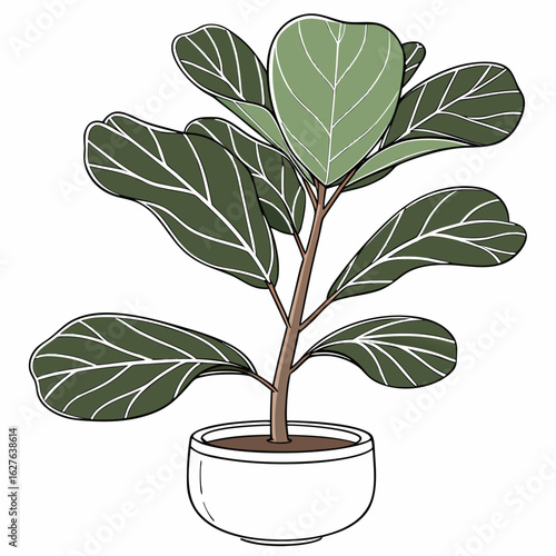 Fiddle leaf fig plant in a white pot isolated on white background