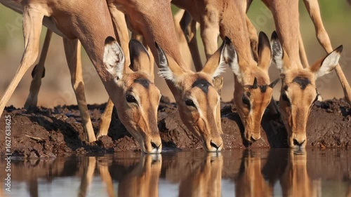 Medium closeup of a herd of impala antelopes drinking at a waterhole in front of an underground hide in Mashatu Game Reserve, Botswana.