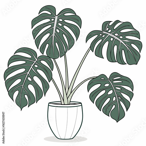 Monstera deliciosa houseplant in a pot isolated on white background
