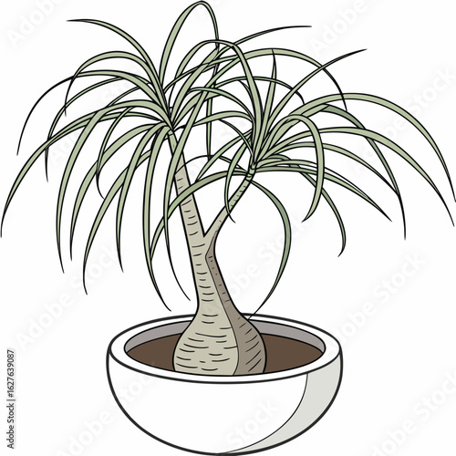 Potted ponytail palm tree isolated on white background