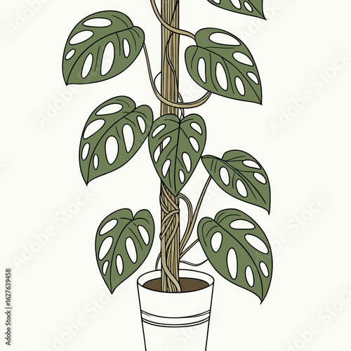 Monstera adansonii plant growing on a moss pole isolated on white background