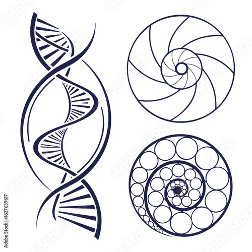 Dna helix and fibonacci spirals isolated on white background