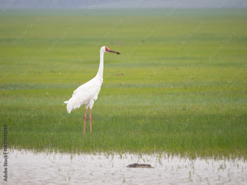 Obraz premium Siberian Crane on grassland