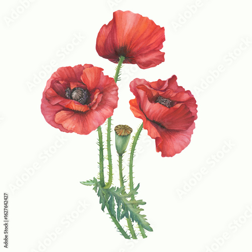 Bouquet with red Shirley poppies flower with leaves (Papaver rhoeas, corn poppy). Floral botanical greeting card. Hand drawn watercolor painting illustration isolated on white background.
