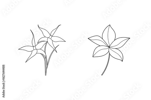 Delicate floral outlines flower botanical