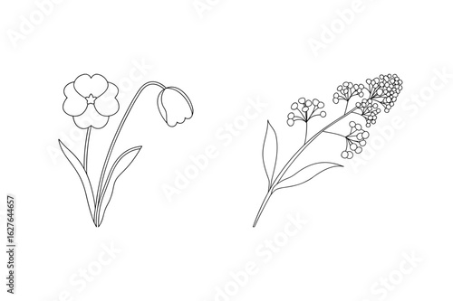 Delicate floral outlines flower bloom