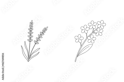 Lavender and forget me not flowers botanical illustration