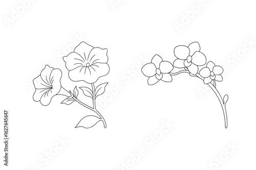 Petunia and orchid flowers line art floral botanical