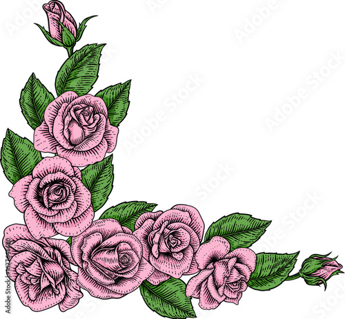 A rose flower woodcut illustration in a vintage engraved etching woodcut style