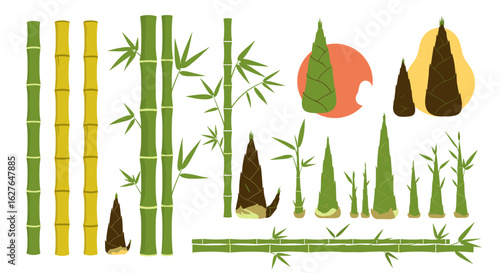 Illustrations of bamboo stalks shoots and leaves used in asian cuisine and traditional crafts