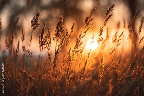 Sun setting through tall golden grass creates a dreamy depth and nostalgic warmth in a serene landscape.
