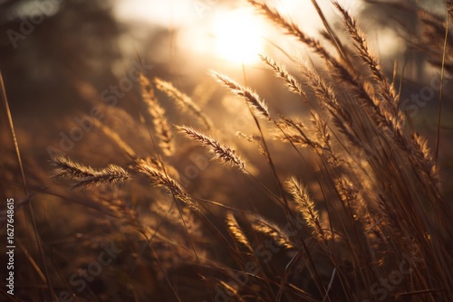 Sun setting through tall golden grass creates a dreamy depth and nostalgic warmth in a serene landscape.