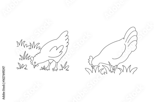 Two chickens pecking at grass fowl bird