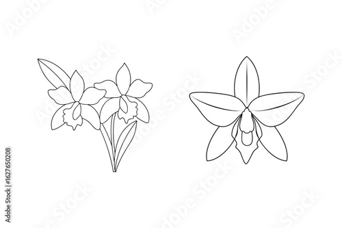 Delicate orchid outlines flower botanical