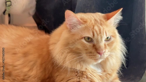 Wallpaper Mural A Khao Manee white cat and a Siberian ginger cat are looking out the window during the day. Torontodigital.ca