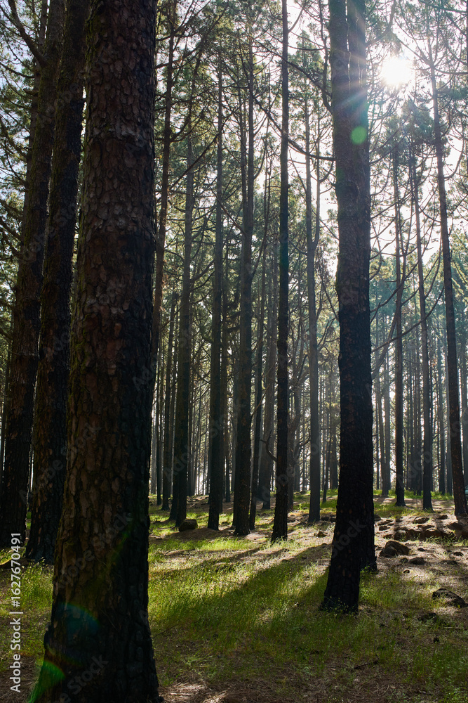 Fototapeta premium Burnt pine forest Tenerife