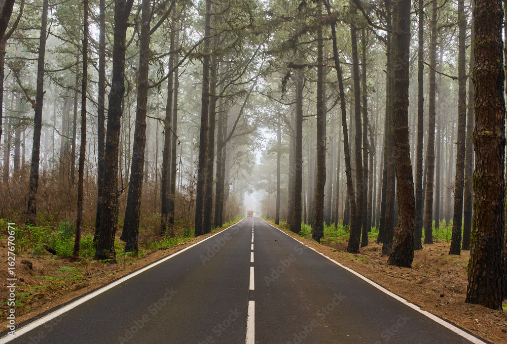 Fototapeta premium Bus emerging from misty forest