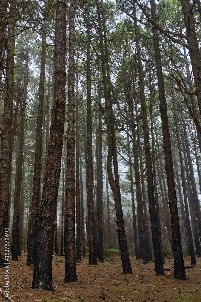 Fototapeta premium Burnt pine forest Tenerife