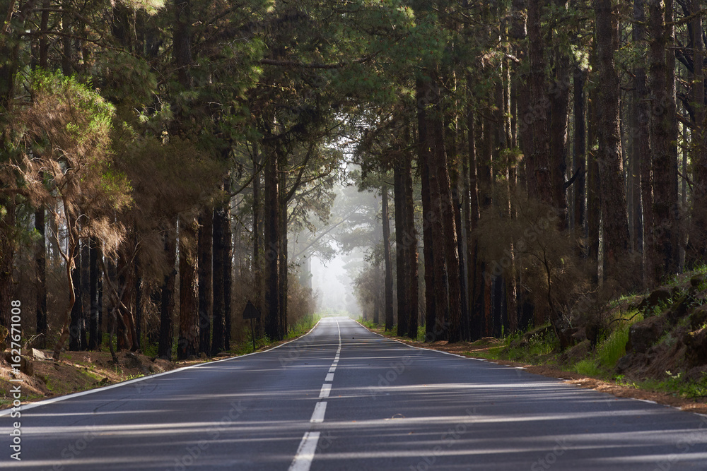 Obraz premium Misty road through pine forest