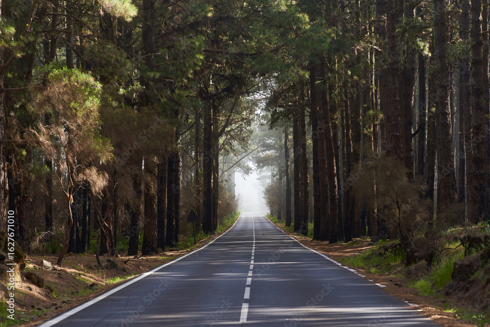 Fototapeta premium Misty road through pine forest