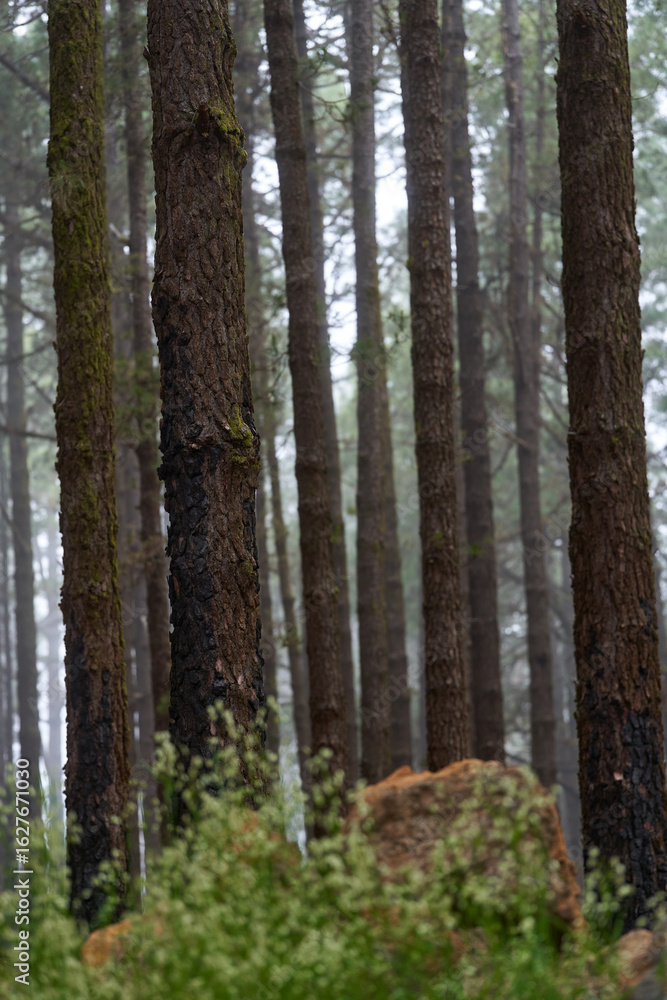 Fototapeta premium Burnt pine forest Tenerife