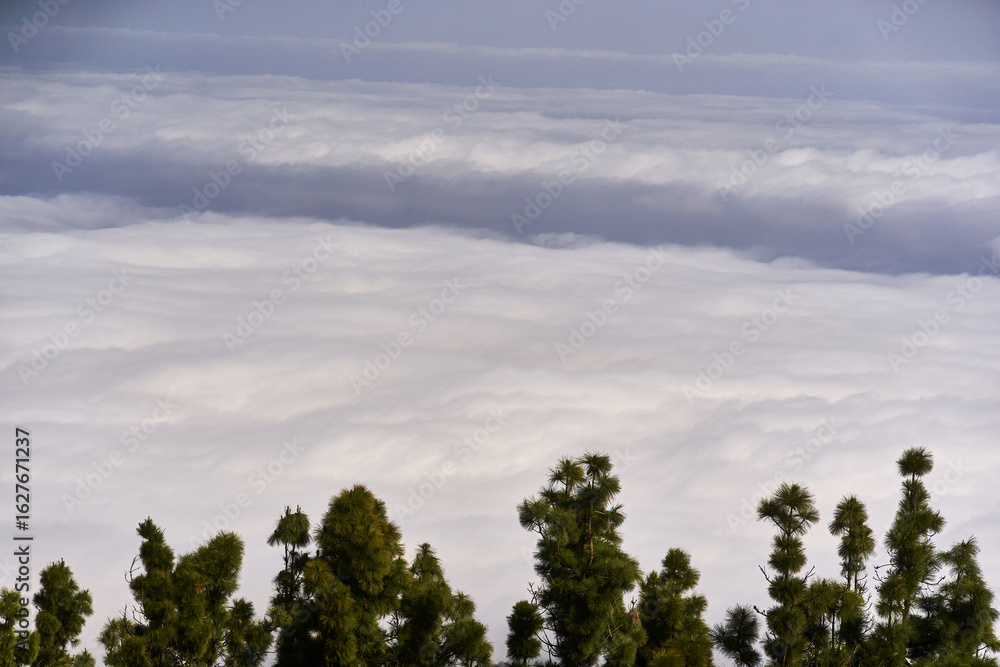 Obraz premium Cloud inversion over pine forest