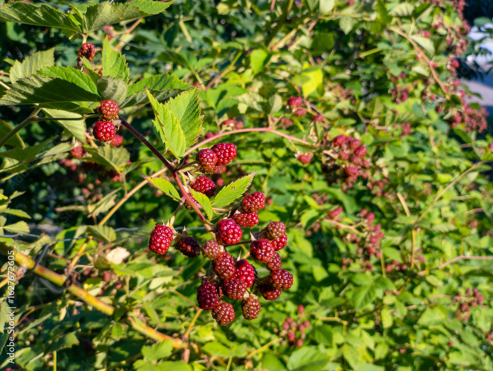 Obraz premium A bunch of ripe blackberries growing on a bush with green leaves