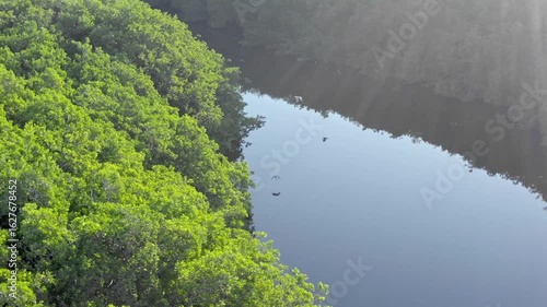 lake in the forest  Aerial View of Birds Flying Over a River in a Lush Forest
