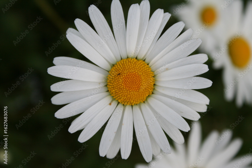 Fototapeta premium white daisy flower closeup from above with radial symmetry