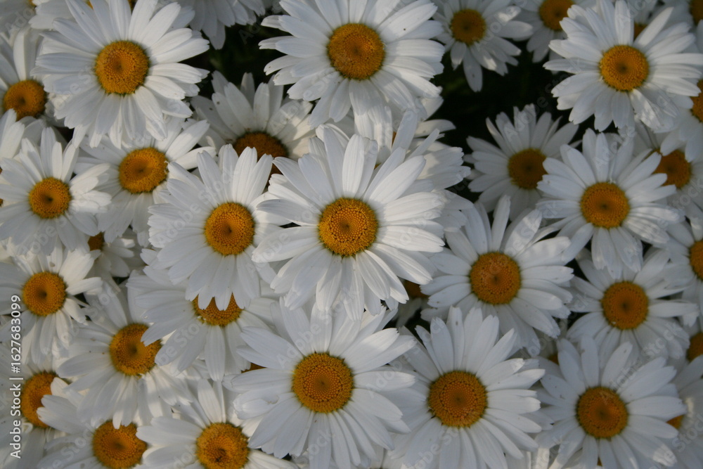 Fototapeta premium field of daisies top view close up