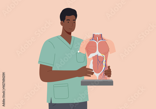 Anatomical Torso Model Displaying Muscles and Veins for Medical Education