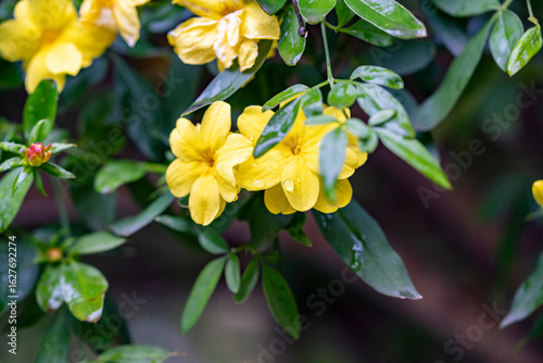 Allamanda, Common allamanda, Golden trumpet, Golden trumpet vine, Yellow bell. Yellow flower of Allamanda cathartica with blur background.