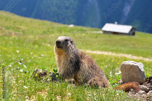 Portrait of a marmot in a meadow close to the refuge de Vallonbrun (mountain hut Vallonbrun), Lanslevillard, Vanoise National Park, Maurienne Valley, Savoie, Northern French Alps, France