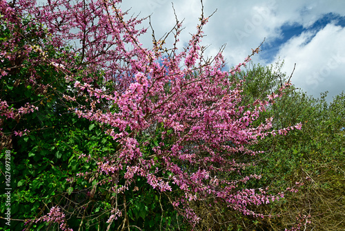 Judasbaum // Judas tree (Cercis siliquastrum)