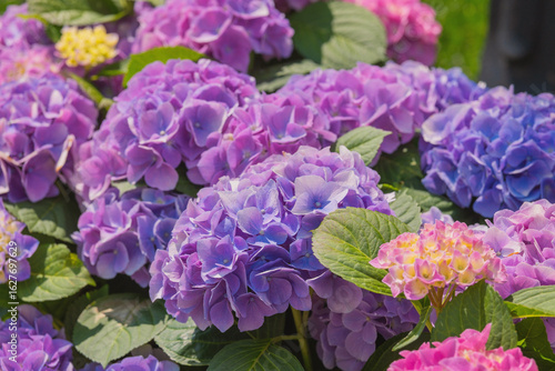 Beautiful blooming hydrangeas in a garden during bright summer day