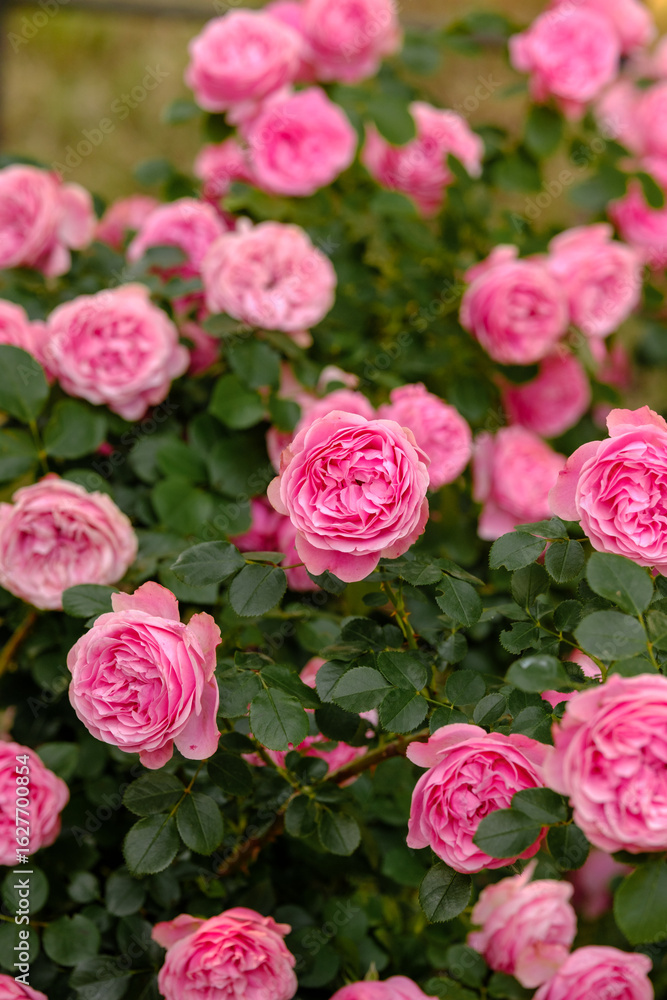 Obraz premium Pink roses bloom abundantly in a garden during spring season