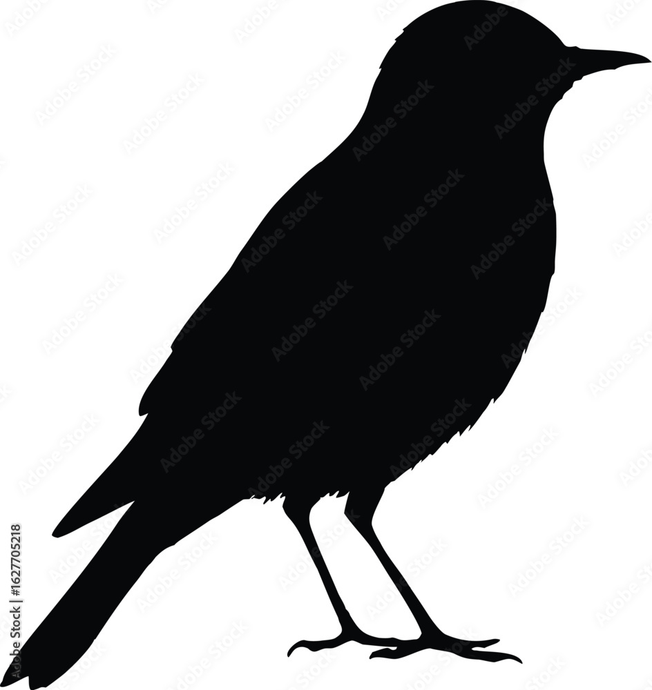 Fototapeta premium Blackbird Silhouette