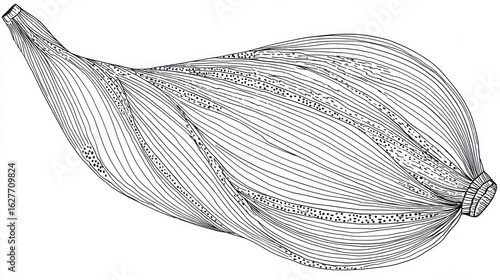 Botanical illustration of a bulbous plant