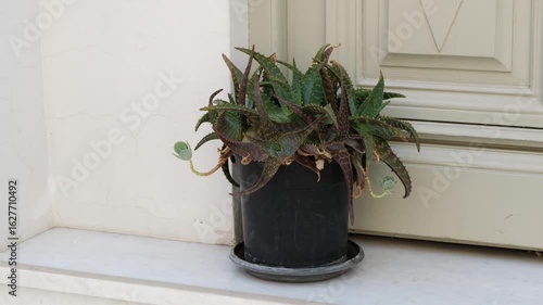 Wallpaper Mural A single aloe plant with thick red-green leaves in a black pot with saucer. Placed on a light floor near a white wall and door. Outdoor scene in Aegina, Greece. No people, natural daylight. Torontodigital.ca