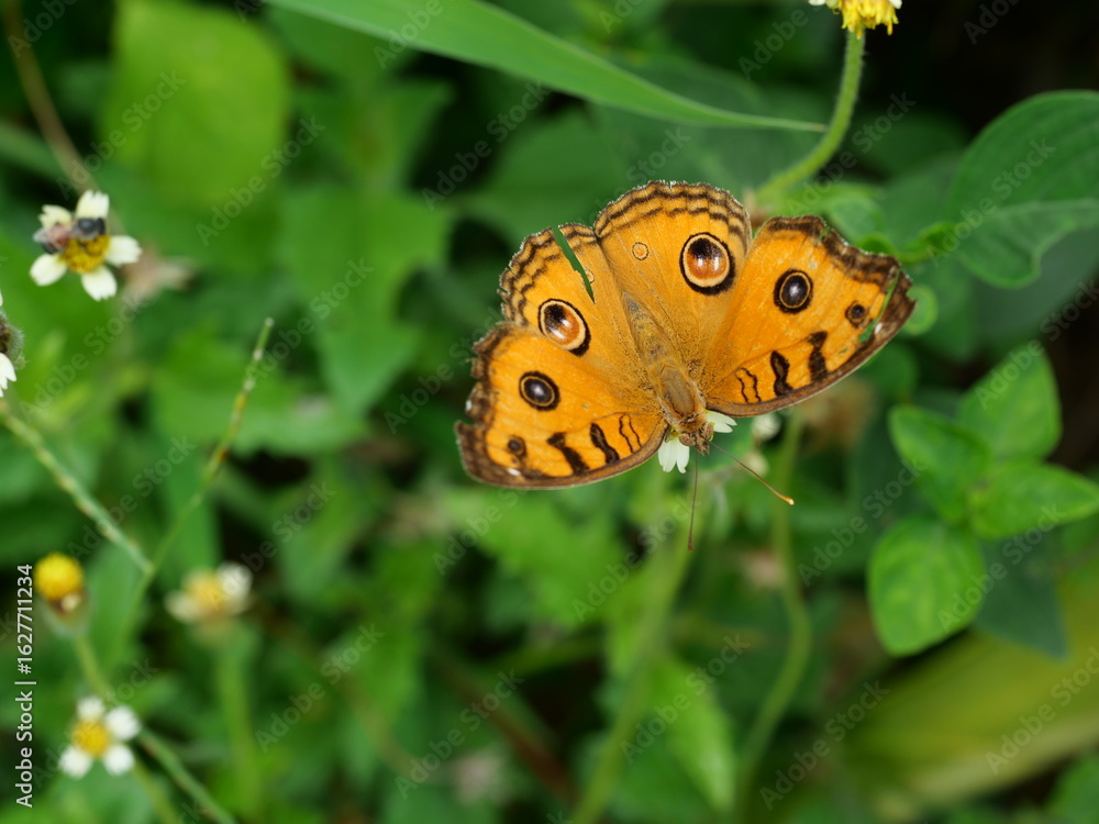Obraz premium The Peacock Pansy ( Junonia almana ) butterfly on leaf with natural green background, Pattern similar to the eyes on the wing of orange color insect