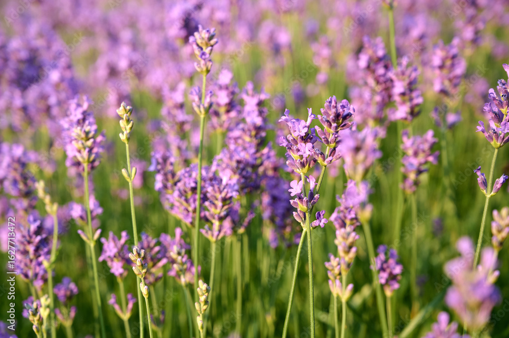 Obraz premium Lavender flowers in flower garden.
