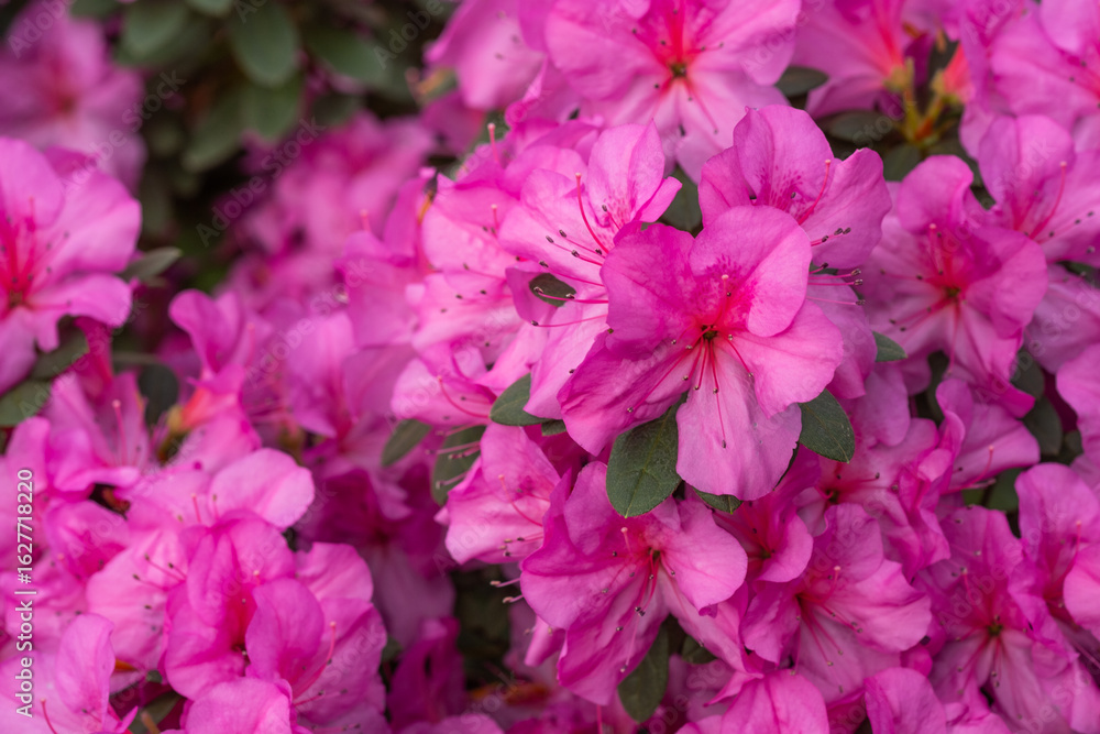 Pink azalea flowers in bloom, azalia flowers background Pink azalea flowers in bloom, azalia flowers background