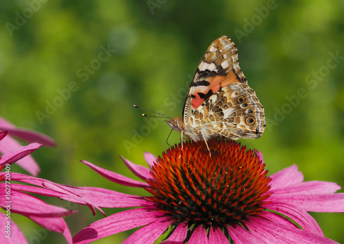 Distelfalter saugt Nektar auf einem rotblühenden Sonnenhut
