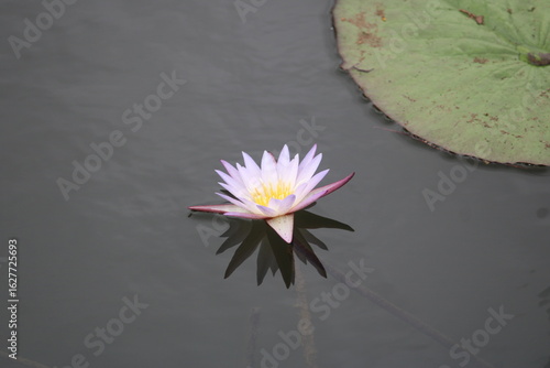 Serenity of Blooming Water Lily