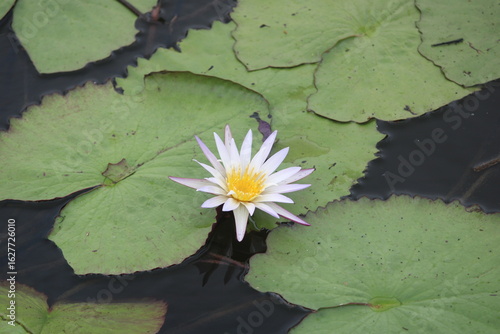 Serenity of Blooming Water Lily
