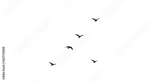 flock of birds flying