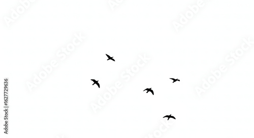flock of flying birds